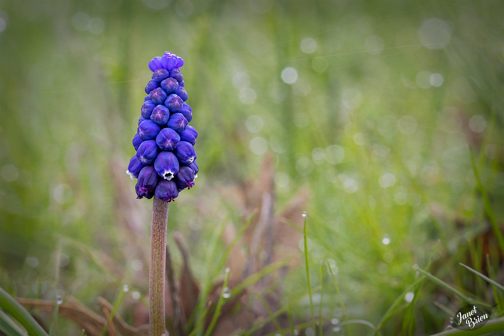 Pictures for Pam, Day 144: Grape Hyacinth