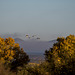 Sandhill cranes at Bosque del Apache3