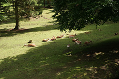 Deer In Dean Castle Country Park