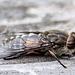 20110519 2618RAw [D~MI] Pferdebremse (Tabanussudeticus), Großes Torfmoor, Hille