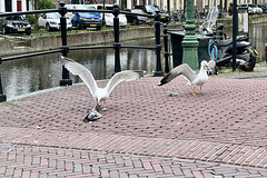 Gulls eating a pigeon