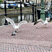 Gulls eating a pigeon