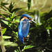 Kingfisher posed