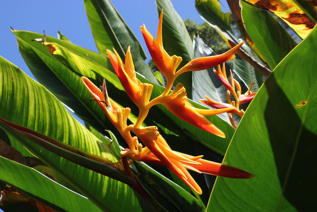 Strelitzia