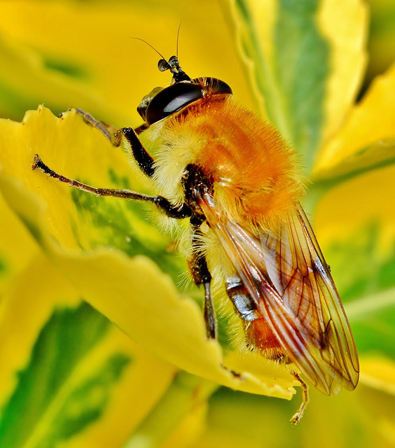 Hoverfly