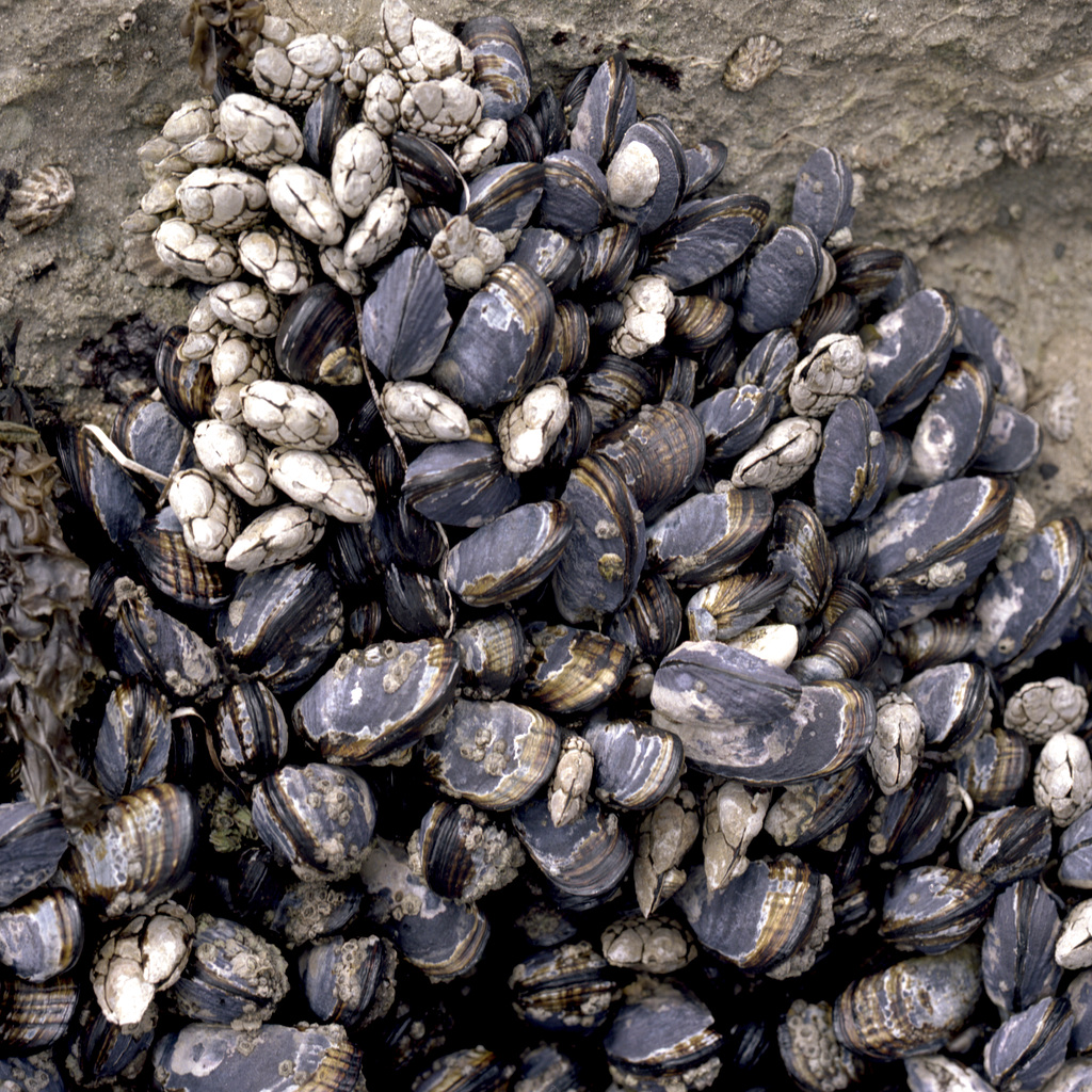 Mussel Beach