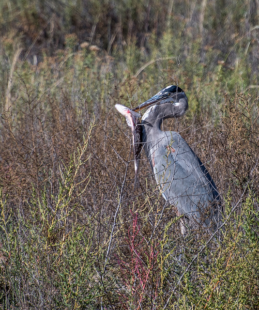 A blue heron with its fish