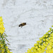 Biene zwischen Mahoniablüten
