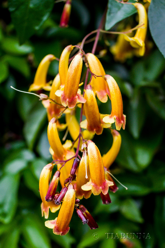 Wonga vine flowers in yellow