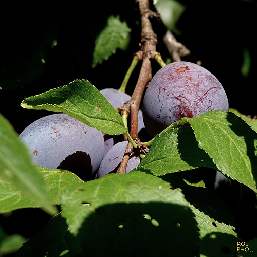 'Quetsche d’Alsace'