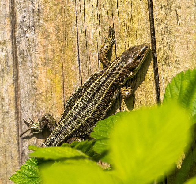 Common lizard