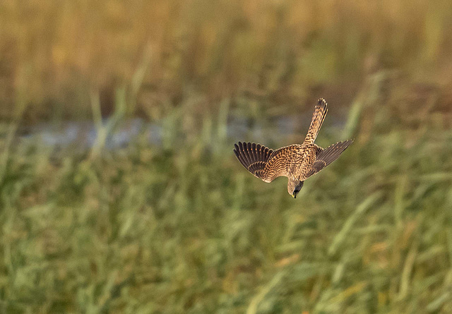 Kestrel diving