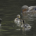 Mother mallard and ducklings