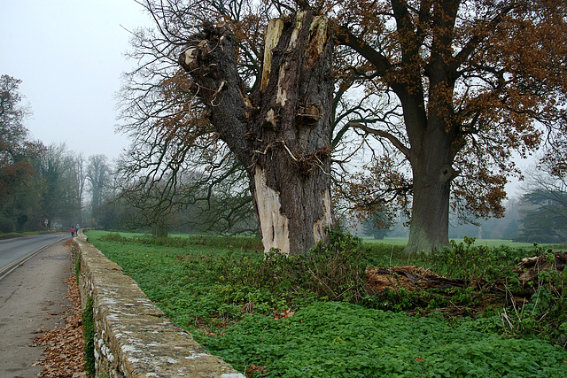 Stricken Tree