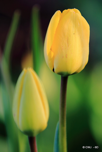 April Tulips
