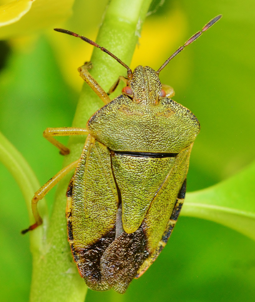 Green Shieldbug. Palomena prasina