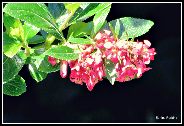 Bush Beauty.