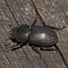 IMG 8352beetle