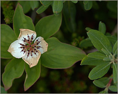 Crackerberry flower