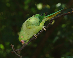 Parakeet EF7A4445