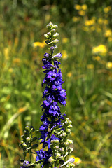 Tall Meadow Larkspur