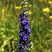 Tall Meadow Larkspur