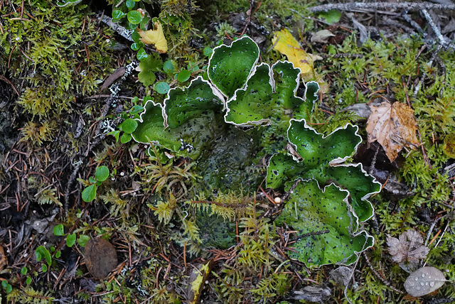 Aneura pinguis, Canada L1010366