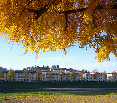 gingko along the river