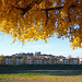 gingko along the river