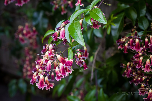 Wonga vine flowers in purple