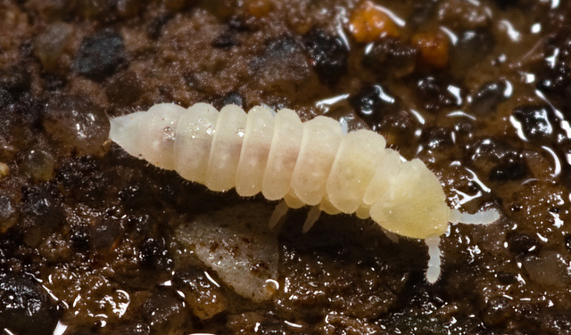 IMG 7489Springtail