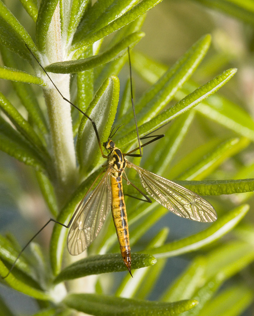 IMG 9934 Crane Fly