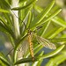 IMG 9934 Crane Fly