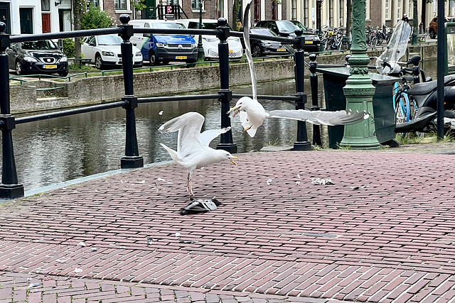 Gulls eating a pigeon