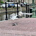 Gulls eating a pigeon