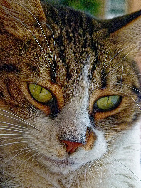 Katzenblick 2