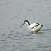 Avocet