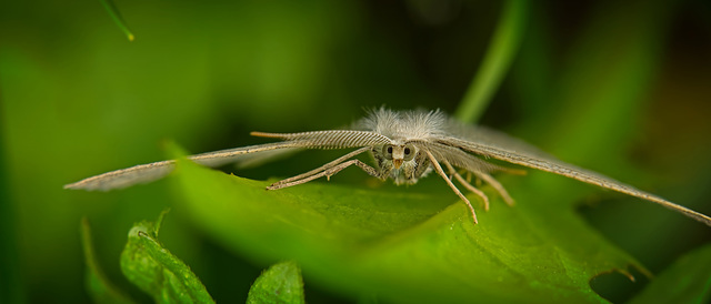Der Braunstirn-Weißspanner (Cabera exanthemata) macht sich bereit :)) The Brown-fronted White Moth (Cabera exanthemata) is getting ready :)) Le papillon blanc à front brun (Cabera exanthemata) se prép