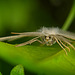 Der Braunstirn-Weißspanner (Cabera exanthemata) macht sich bereit :)) The Brown-fronted White Moth (Cabera exanthemata) is getting ready :)) Le papillon blanc à front brun (Cabera exanthemata) se prépare :))
