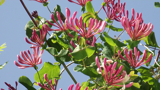 Honeysuckle growing over the old tree