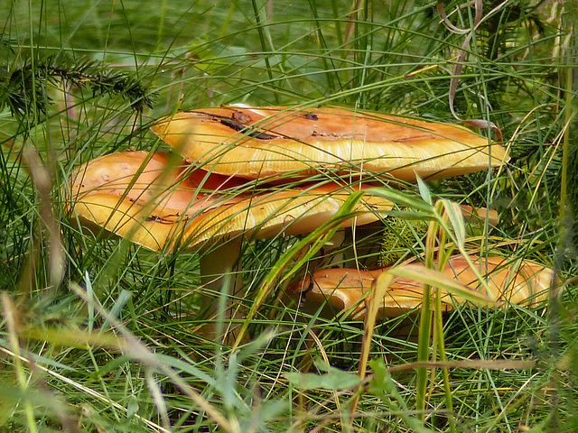 Mature Amanita muscaria, I believe?