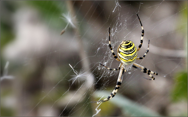 Argiope Frelon