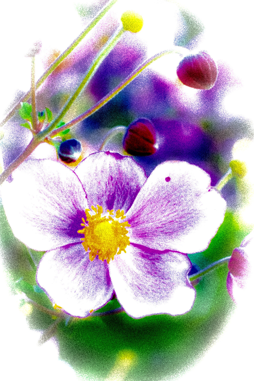 Summer Impression