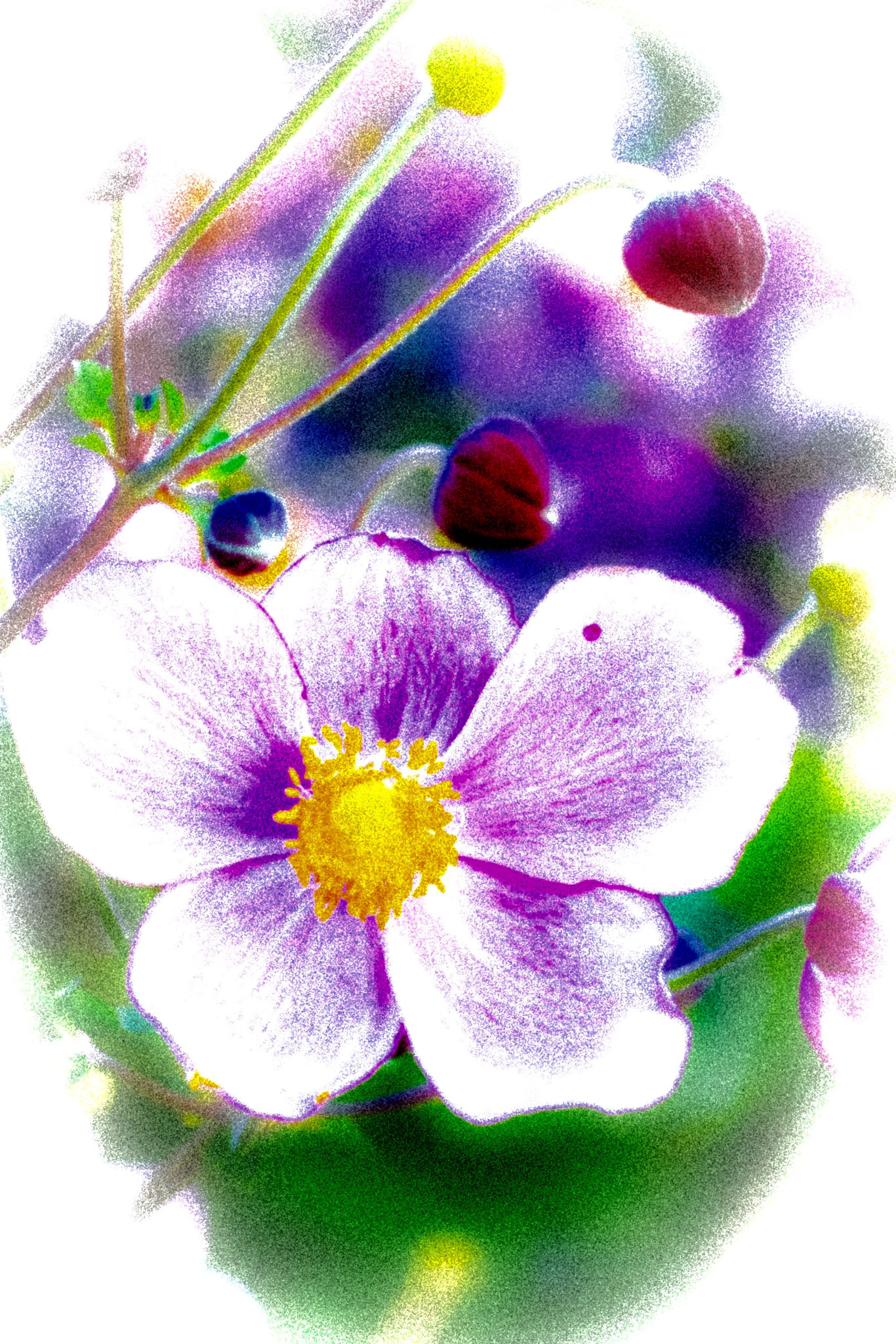 Summer Impression