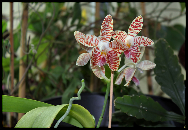 Phalaenopsis sumatrana South Thailand (2)