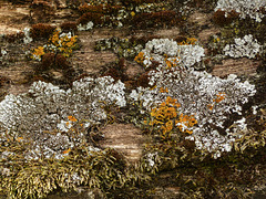 Day 3, fence lichens, DeLaurier Homestead fence