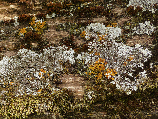 Day 3, fence lichens, DeLaurier Homestead fence