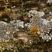 Day 3, fence lichens, DeLaurier Homestead fence