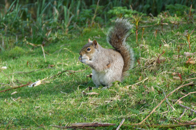 Squirrel in the Park 06