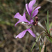 Ragged Robin